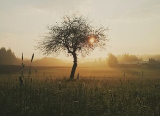 Co można położyć bezpośrednio na ranę?